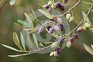 Olive branch on an organic farm