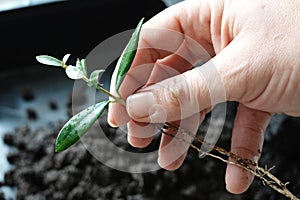 olive branch with roots held by a man, olive tree cutting reproduced by branches