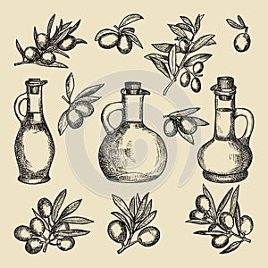 Olive branch, tree and oil and bottle. Hand drawn vintage pictures of different olive products