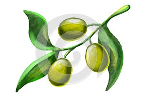 Olive Branch Watercolor Illustration