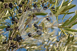 OLive branches
