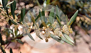 Olive branches in bloom photo