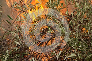 Olive branches and fire