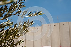 Olive Branches and Israeli Separation Barrier