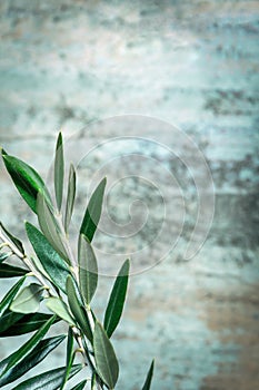 Olive Branches over Textured Wood Background with Copy-space