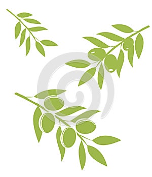 Olive Branches Vector