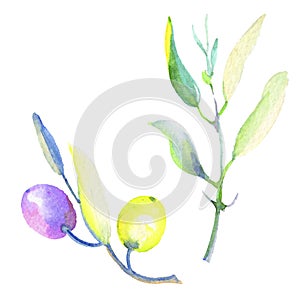 Olive branches in a watercolor style isolated.