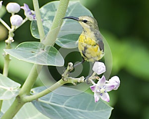An olive brown female sunbird feeding upon the nectar of Calotropis flower. photo
