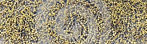 Olive-brown strings of Neptune`s necklace Hormosira banksii seaweeds on the rocky coastline of the petrified forest in New