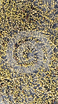 Olive-brown strings of Neptune`s necklace Hormosira banksii seaweeds on the rocky coastline of the petrified forest in New