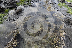 Olive-brown strings of Neptune`s necklace Hormosira banksii seaweeds on the rocky coastline of the petrified forest in New