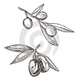 Olive brunch vintage engraving style illustration. Hand drawn style Olive vector illustration. Sketch olive twig