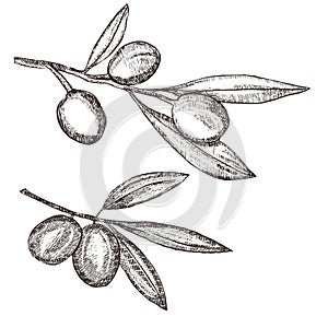 Olive brunch vintage engraving style illustration. Hand drawn style Olive vector illustration. Sketch olive twig