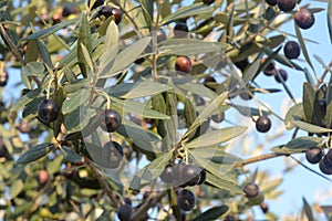 OLIVE, CAMPANIA, SUD ITALIA.