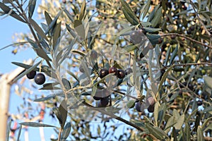 OLIVE, CAMPANIA, SUD ITALIA.