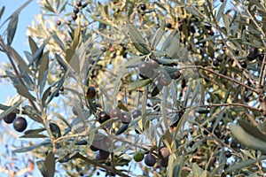 OLIVE, CAMPANIA, SUD ITALIA.