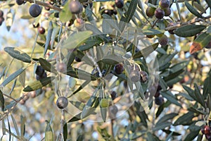 OLIVE, CAMPANIA, SUD ITALIA. photo