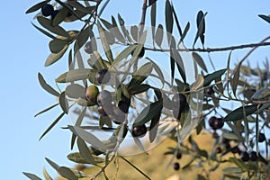 OLIVE, CAMPANIA, SUD ITALIA. photo