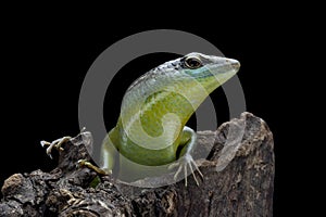 Olive Dasia Tree Skink lizard closeup