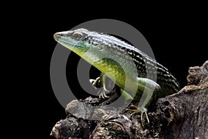 Olive Dasia Tree Skink lizard closeup on wood with isolated background