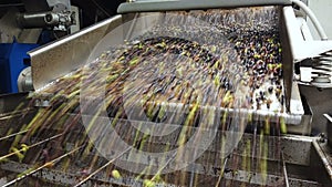 Olive defoliation wash machine,olives mill industry,italian extra virgin oil 4k