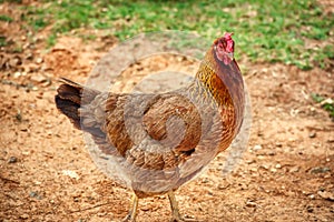 An olive egger chicken strutting in the barnyard.