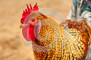 An olive egger rooster strutting in the barnyard.