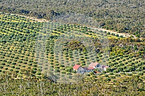 Olive farm - Grampians