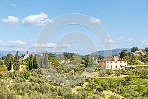 Olive farms in the countryside in Italy