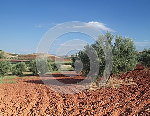 Olive field