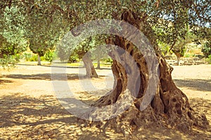 Olive field with big old olive tree roots