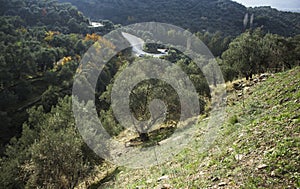 Olive field on the hill