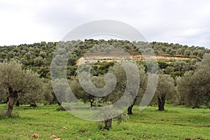 olive fields