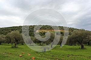 olive fields