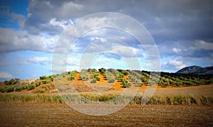 Olive fields, Andalusia, Spain