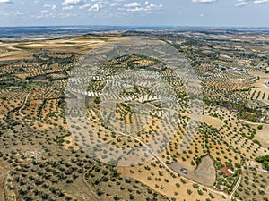 olive fields of Chinchon, province of Madrid