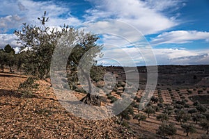 Olive fields in Colmenar de Oreja under a blue sky with clouds, Spain photo