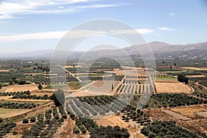 Olive fields (Crete, Greece)