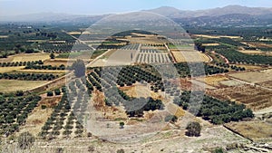 Olive fields (Crete, Greece)