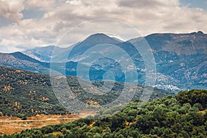 Olive fields on Crete Island in Greece