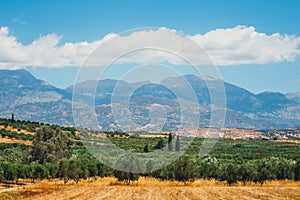 Olive fields on Crete Island in Greece