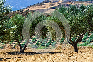 Olive fields on Crete Island in Greece
