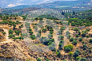 Olive fields on Crete Island in Greece