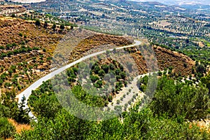 Olive fields on Crete Island in Greece