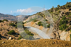 Olive fields on Crete Island in Greece