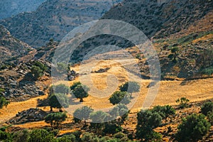 Olive fields on Crete Island in Greece