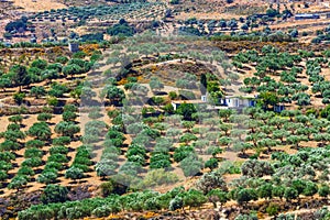 Olive fields on Crete Island in Greece