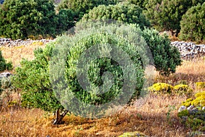 Olive fields on Crete Island in Greece