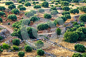 Olive fields on Crete Island in Greece