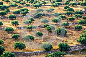 Olive fields on Crete Island in Greece,